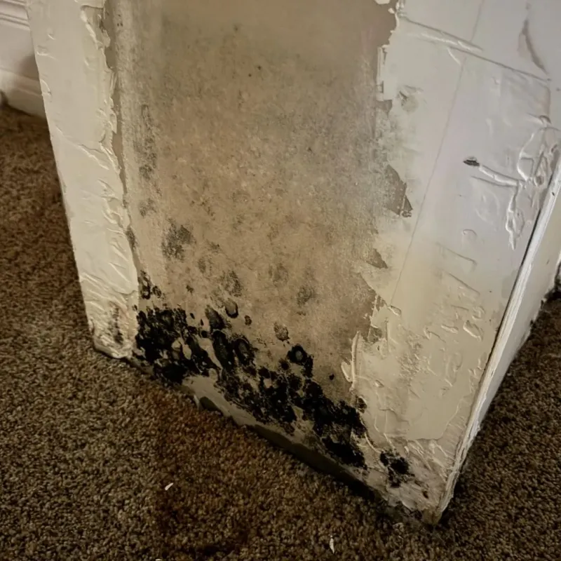 Professional Mold Removal in Fairfax, OK